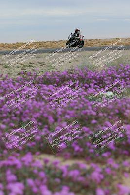 media/Jan-14-2023-SoCal Trackdays (Sat) [[497694156f]]/Turn 14 Exit Bloomig (145pm)/
